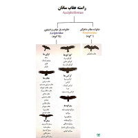 راسته عقاب سانان Accipitriformes